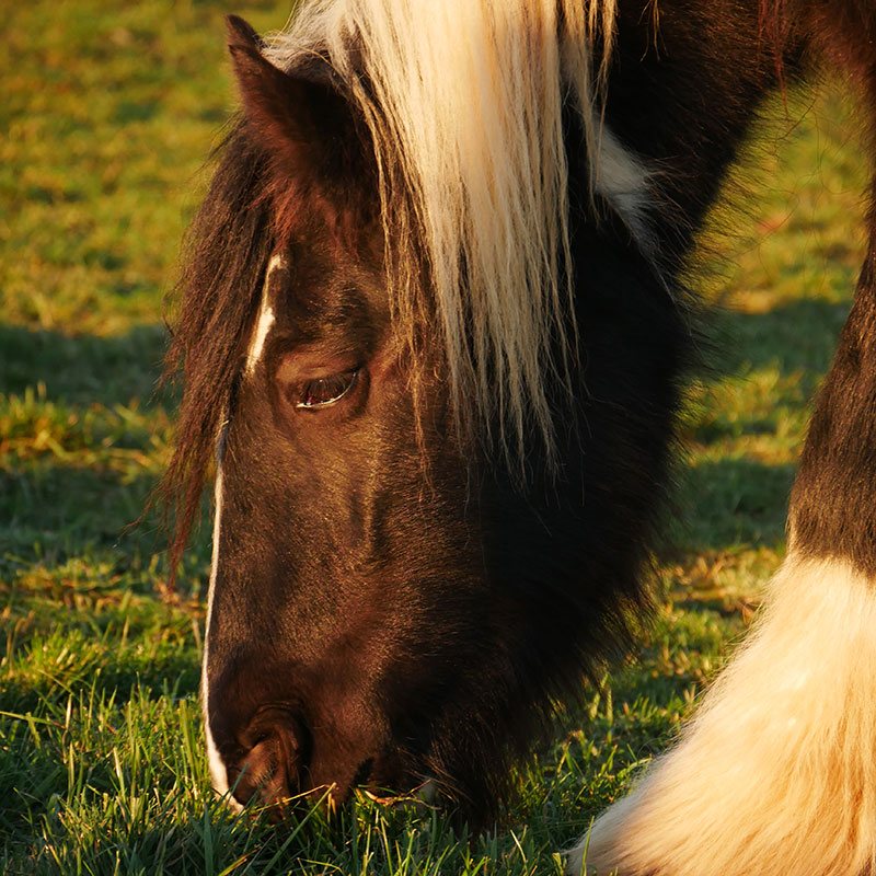 Cheyenne