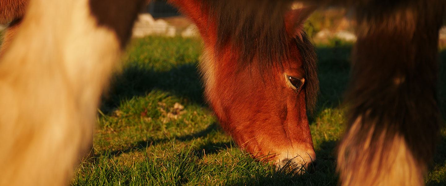 Aller à la rencontre de soi en présence du cheval