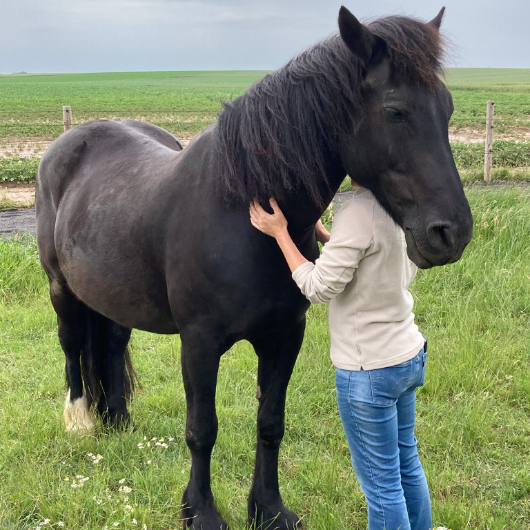 Constellations assistées par les chevaux